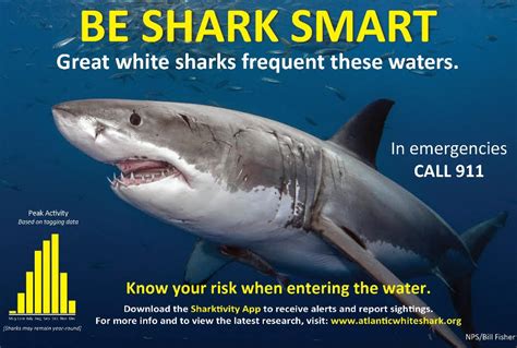 ‘Be shark smart’: Cape officials urging vigilance ahead of holiday 